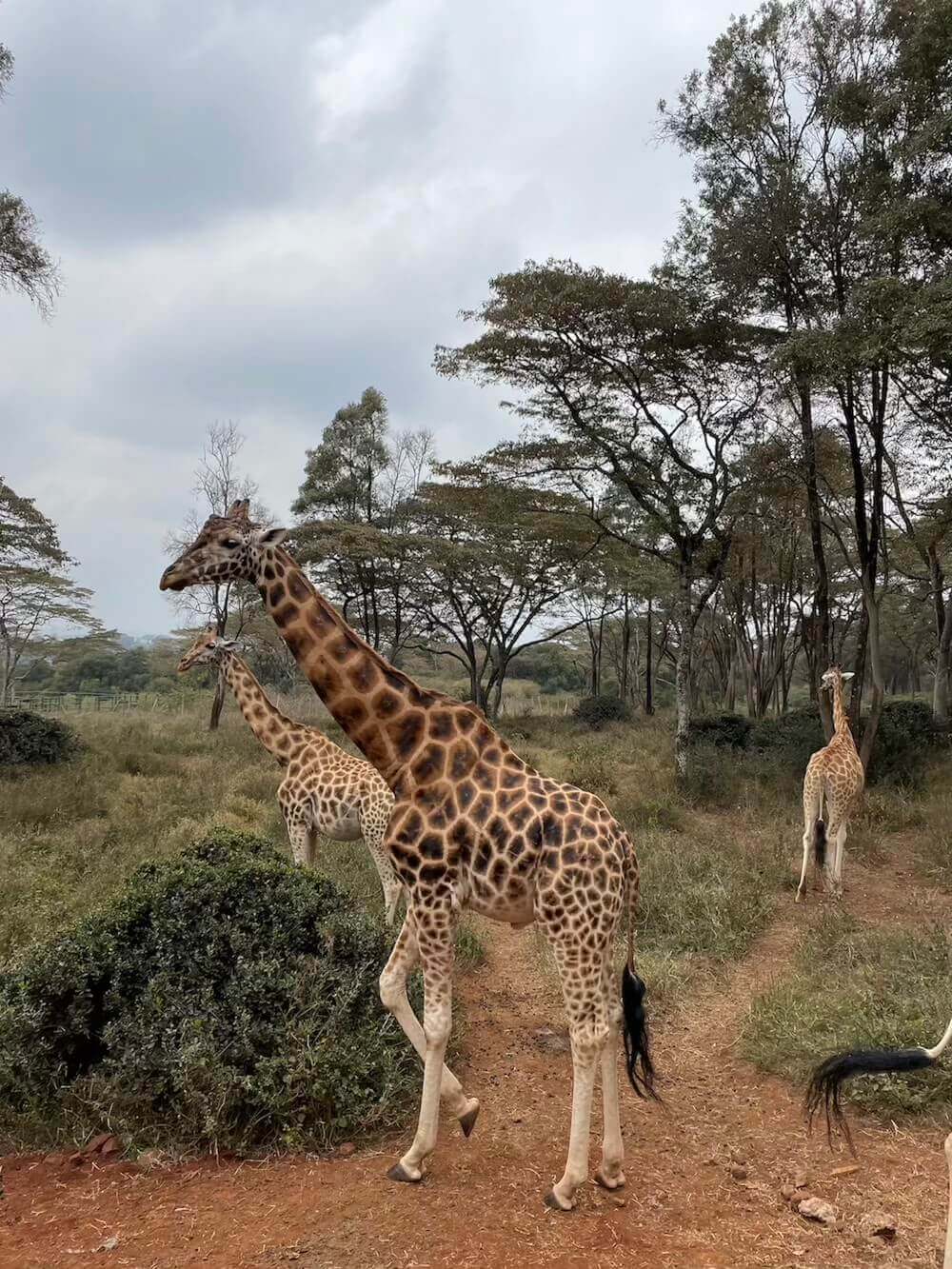 Giraffe Centre в Найробі